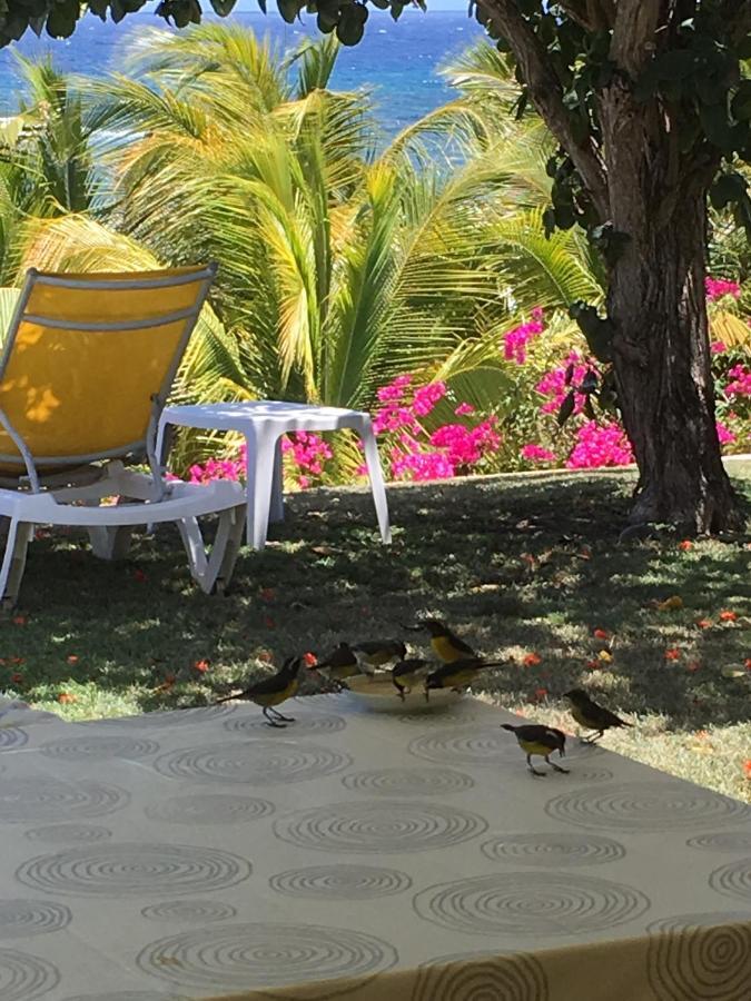 Villa Guadeloupe Saint Francois Acces Mer Piscine Iguana Bay - Villa Zagadi ภายนอก รูปภาพ